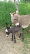Edredon et Viny