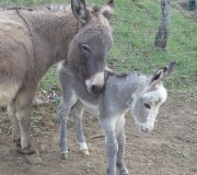 Etincelle et Tania 