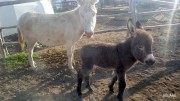 Galipette et Savannah