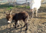 Galipette et Savannah