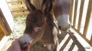 Gourmandise et sa maman Chipie