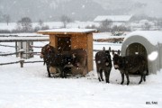 cabane1