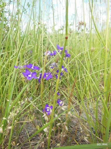 fleurs-des-monges-3