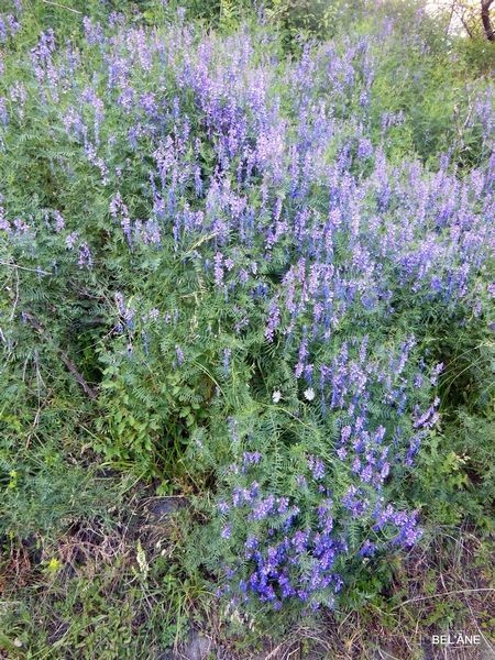 fleurs-des-monges-5