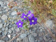 fleurs-des-monges-1