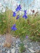 fleurs-des-monges-2