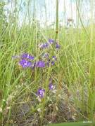 fleurs-des-monges-3