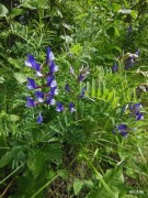 fleurs-des-monges-4