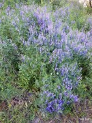 fleurs-des-monges-5