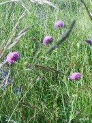 fleurs-des-monges-6