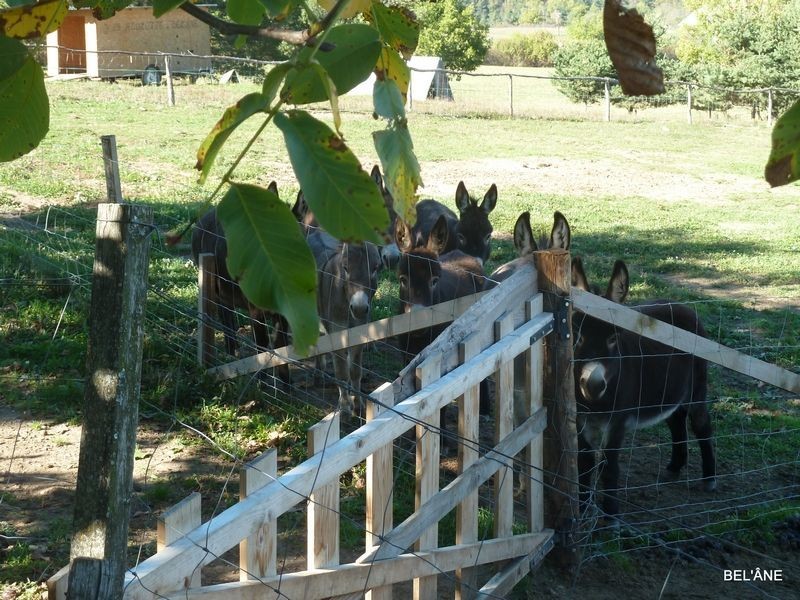 rencontre-avec-les-anes10