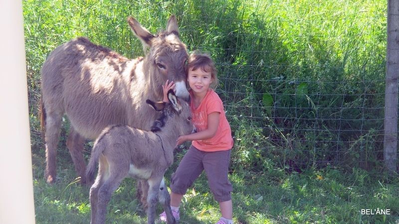 rencontre-avec-les-anes11