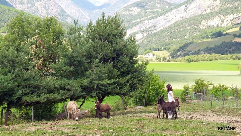 rencontre-avec-les-anes5