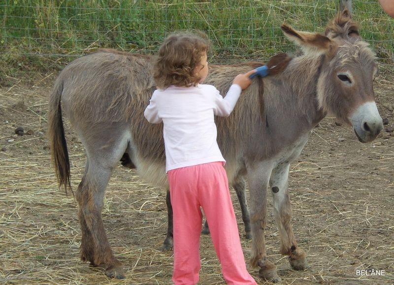 rencontre-avec-les-anes7