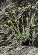 genepi1