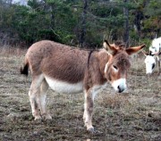 braise-de-belane