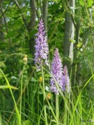 DSCN0244