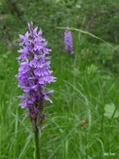 DSCN0248
