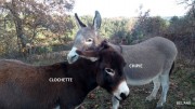 clochette-et-chipie