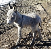 JoliCoeur-le-jour-de-sa-naissance-5