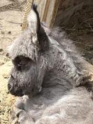 IMG-20240427-WA0043